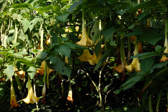 Yellow floripondio plants around them green leaves