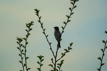 A sparrow stands on a branch