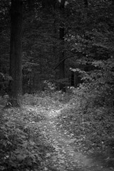 Forest path in a black and white forest