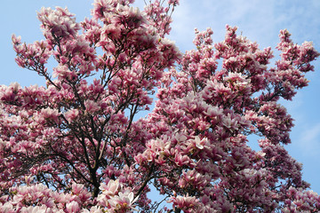 Magnolia tree in full blossom against blue sky in springtime