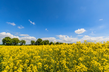 Raps, Rapsblüte auf der Insel Rügen
