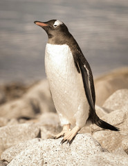  Gentoo Penguin,on an antarctic beach, Neko harbour,Antartica