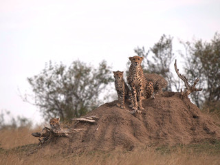 cheetah mum and cubs sit on a termite mound in masai mara