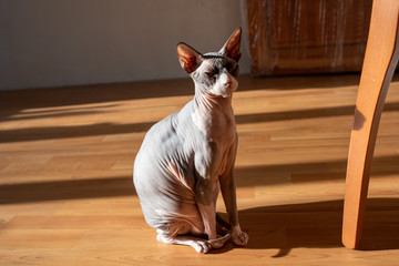Sphynx hairless cat sunbathes on a lid in a room on the floor. in apartment renovation