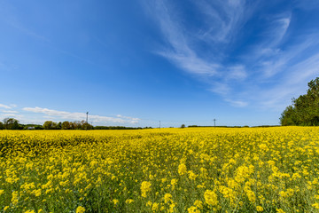 Raps, Rapsblüte auf der Insel Rügen