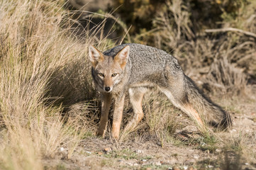 Pampas Grey fox, La Pampa, Patagonia, Argentina.