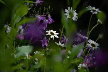 Fototapeta na wymiar Weiße Blume im Mittelpunkt und im Fokus. Aussen buntes Pflanzenpanorama unscharf.