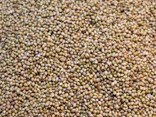close up of coriander seeds at the spice market of chandni chowk in old delhi