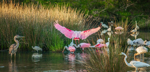 Spoonbill Claiming Some Breakfast