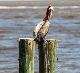 Boastful Pelican