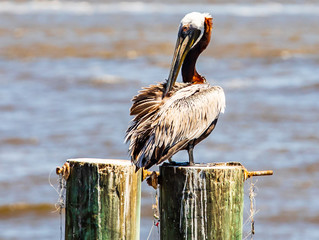 Bashful Pelican