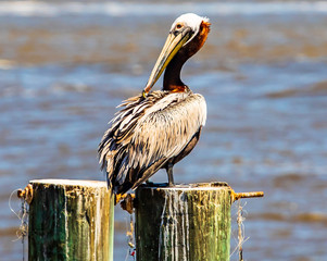 Playful Pelican