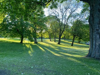 Old trees in a park landscape with grass and flowers, a late spring day in, Lister Park, Bradford, Yorkshire, England