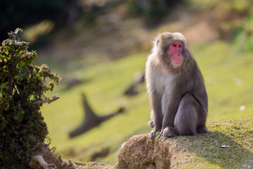 Fototapeta premium Unique Concepts. Animalistic Portrait of Japanese Macaque On Tree at Arashiyama Monkey Park Iwatayama in Kyoto, Japan.