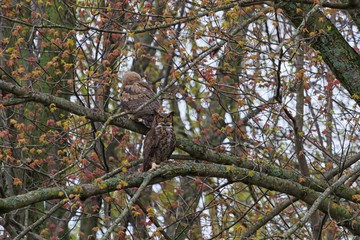 An adult Great Horned Owl sits on a tree in the forest with one of its owlets perched in behind. 