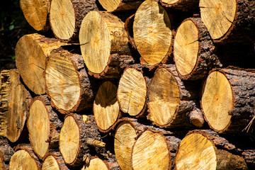 golden wood pile with hard light