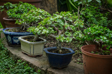 Small bonsai trees in color pots