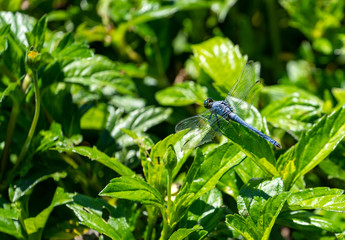 Naklejka premium Blue Dragonfly