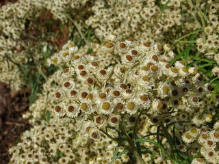 Tapis de marguerites