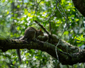 Cute Squirrel