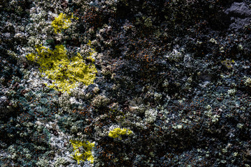 lichen on stone