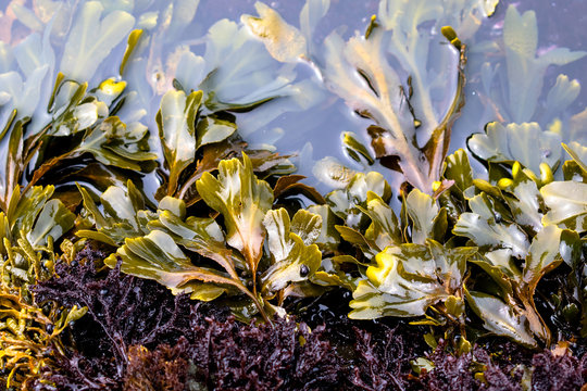 seaweed in a tide pool california