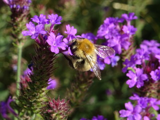 Bourdon et fleurs violettes