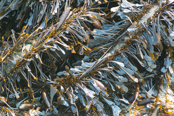 seaweed on the beach California