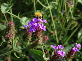 Bourdon et fleur rose