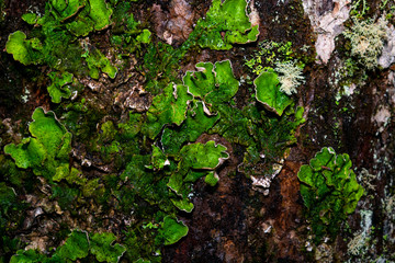 green moss on a tree trunk california