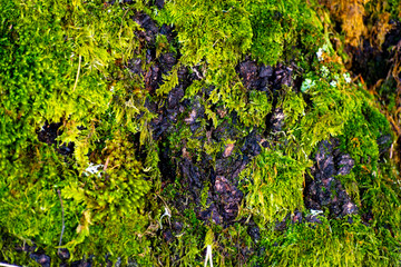 green moss on the wall