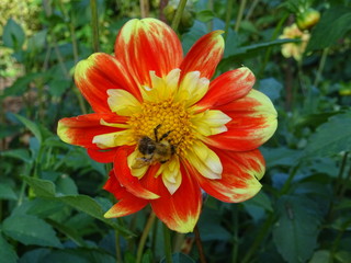 Dahlia orange et jaune et bourdon