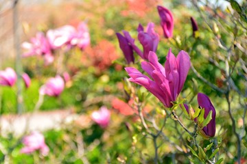 Obraz premium Flores de magnolia rosas en un jardín