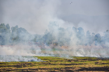 Burning fields in Thailand. Smoke and burnt grass on the field