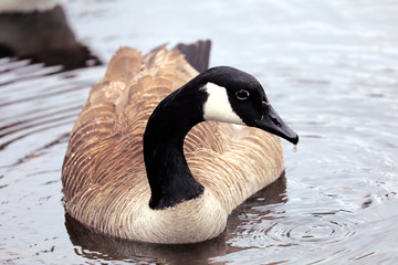 Goose Floating in a Pond