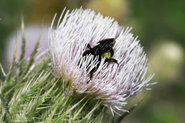 Bee in a Thistle