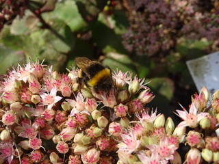 Bourdon et sedum
