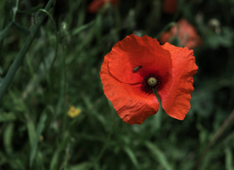 
insect on a poppy in spring