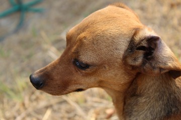 Un perrito de color dorado en el prado viendo hacia el horizonte recibiendo los rayos de sol en su pelaje en una tarde de verano