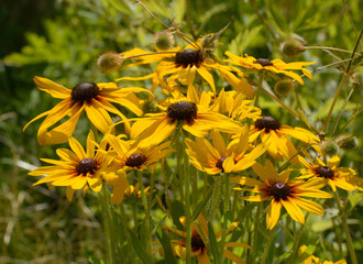 Black-eyed Susan (Rudbeckia hirta)