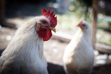 free range chicken looking angry