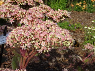 Fototapeta premium Mer de fleurs de sedum
