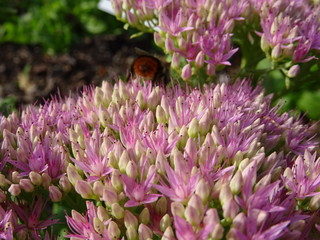 Fleurs violettes de sedum