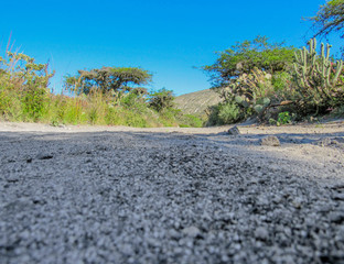 road in the dry forest
