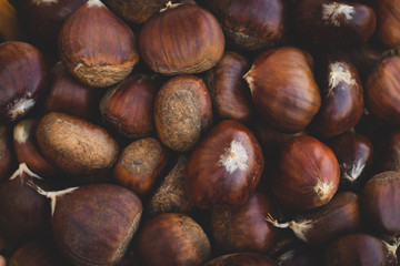 Fresh chestnut close up in for an autumn day