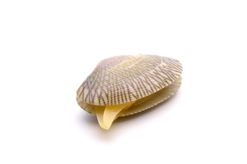 Seafood : Fresh Baby clam shell isolated on white background.