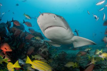 Lemon shark