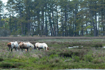 Assateague Islan Wild Ponies Grazing in a Marsh