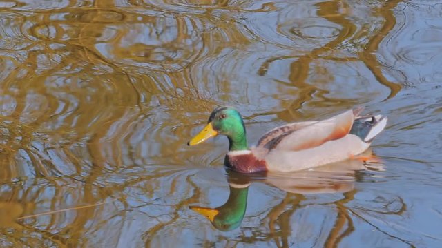 Duck swimming in river