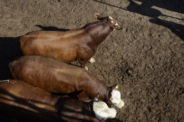 trabjo rurales expo agropecuaria